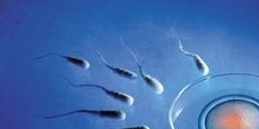 上海第三代试管婴儿有条件要求吗？