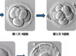 陆军特色医学中心卵子做试管价格参考三代试管最佳省钱攻略